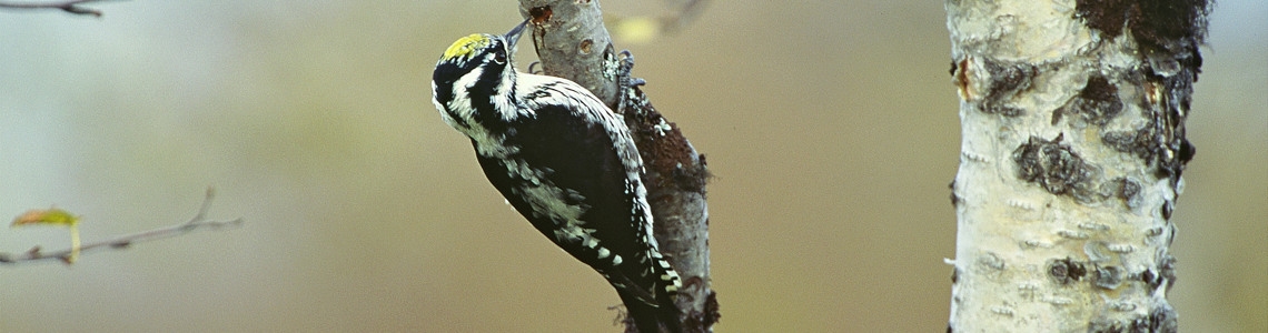 Tretåig hackspett sitter på en trädstam.